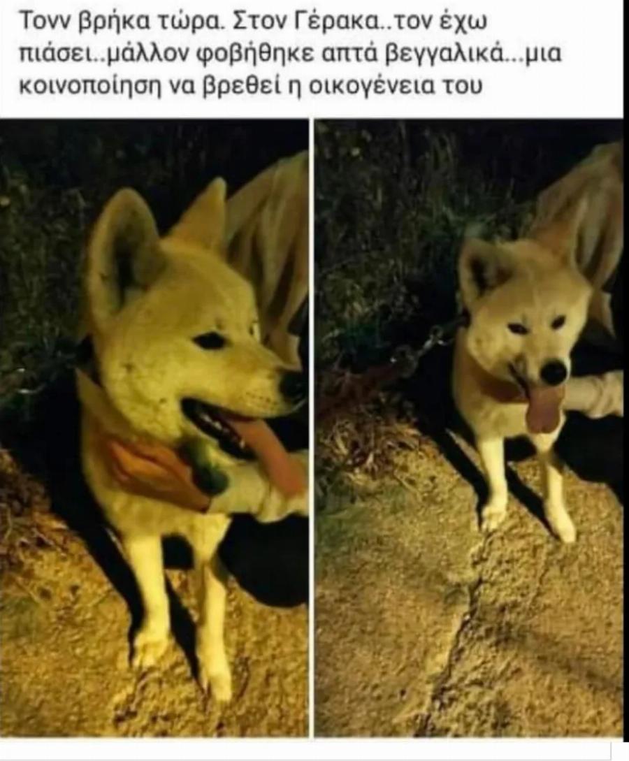 Θλίψη το Πάσχα: H μικρή Χαρά πέθανε από τρόμο για τα βεγγαλικά – Δεκάδες εξαφανίσεις ζώων μετά την Ανάσταση