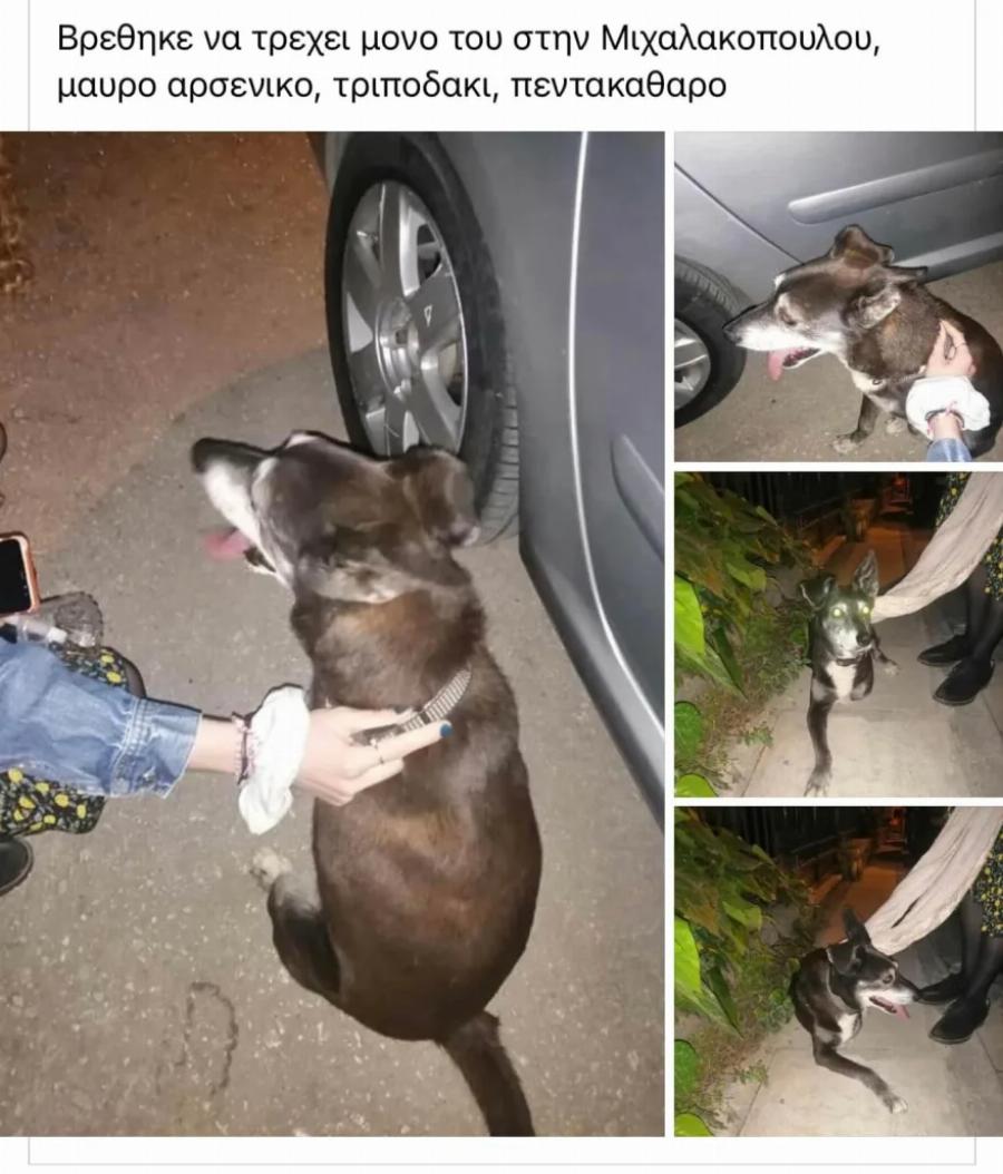 Θλίψη το Πάσχα: H μικρή Χαρά πέθανε από τρόμο για τα βεγγαλικά – Δεκάδες εξαφανίσεις ζώων μετά την Ανάσταση