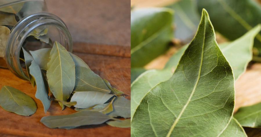 Φύλλα Δάφνης: Θαυματουργά για πόνους στις αρθρώσεις, πονοκεφάλους και για το ανοσοποιητικό