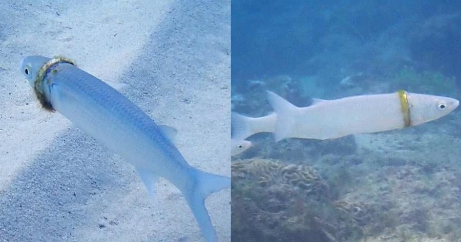 Απίστευτο περιστατικό: Χάθηκε η βέρα του σε βουτιά και μετά από μήνες βρήκε ψάρι να τη φοράει