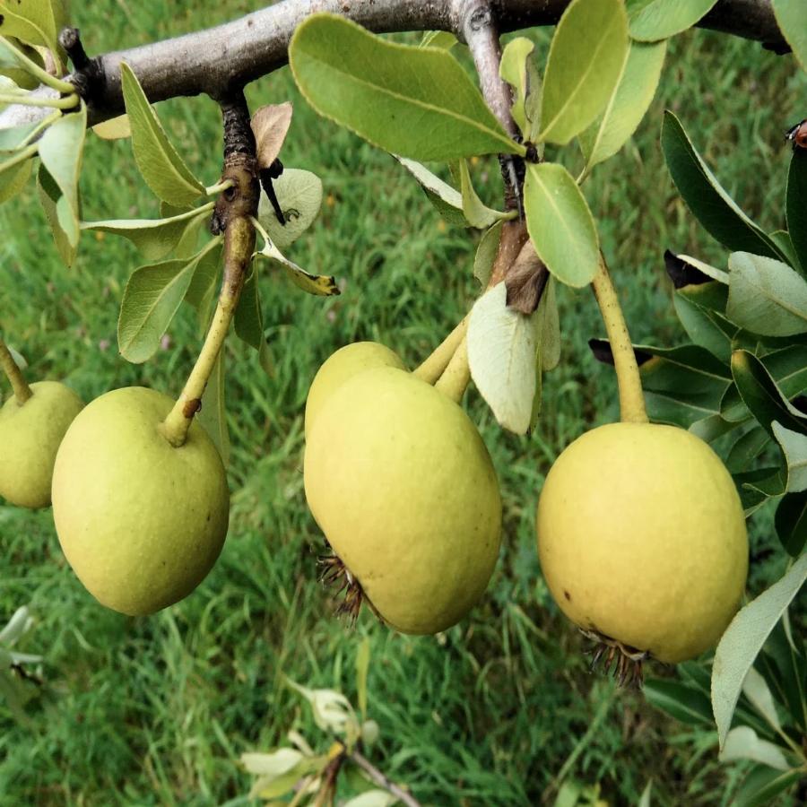 Το ξεχασμένο ελληνικό δέντρο που μας μεγάλωσε από παιδιά και ο καρπός του έχει μεγάλες ευεργετικές ιδιότητες