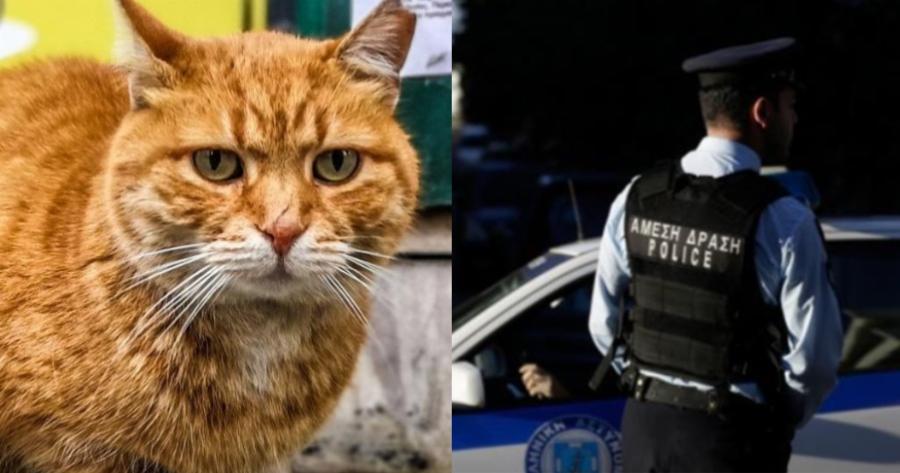 30 χιλιάδες ευρώ πρόστιμο σε άνδρα που πυροβόλησε γάτα στην Κρήτη
