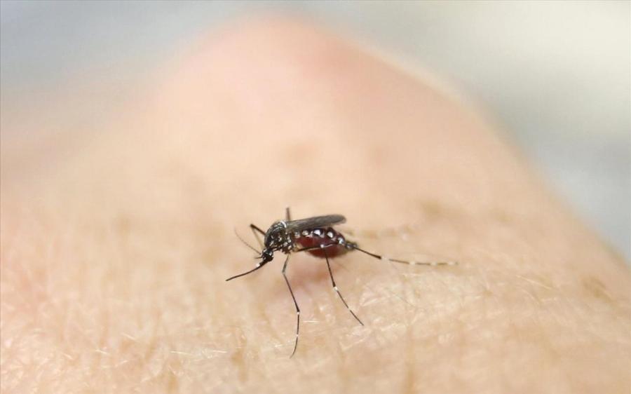 «Μια μετάλλαξη μακριά ο Ζίκα για να γίνει πανδημία»: Μεγάλη ανησυχία από τους επιστήμονες