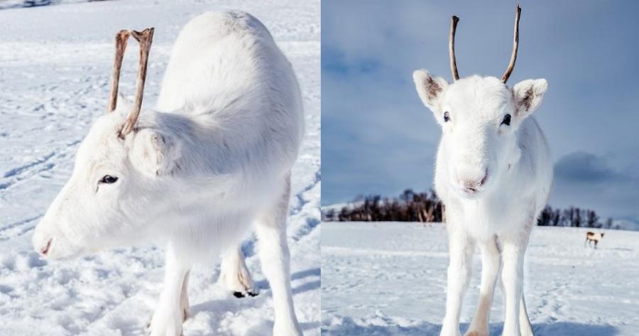 Λευκός Τάρανδος: Εντοπίστηκε στη βόρεια Νορβηγία, είναι αξιολάτρευτος και μοιάζει σαν να ξεπήδησε από παραμύθι