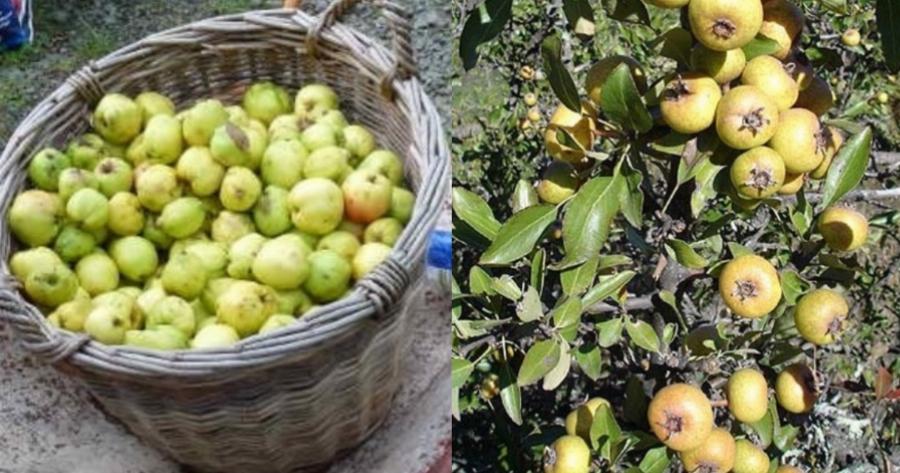 Το ξεχασμένο ελληνικό δέντρο που μας μεγάλωσε από παιδιά και ο καρπός του έχει μεγάλες ευεργετικές ιδιότητες