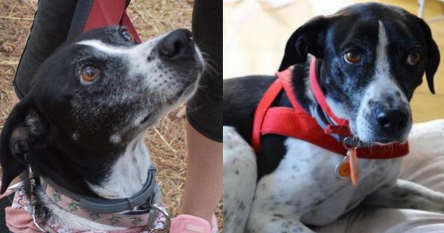 Θλίψη το Πάσχα: H μικρή Χαρά πέθανε από τρόμο για τα βεγγαλικά – Δεκάδες εξαφανίσεις ζώων μετά την Ανάσταση