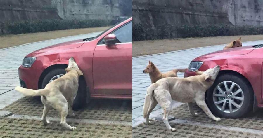 Περιστατικό: Oδηγός κλώτσησε σκύλο για να παρκάρει. Εκείνος έφερε την παρέα του και του κατέστρεψαν το αμάξι
