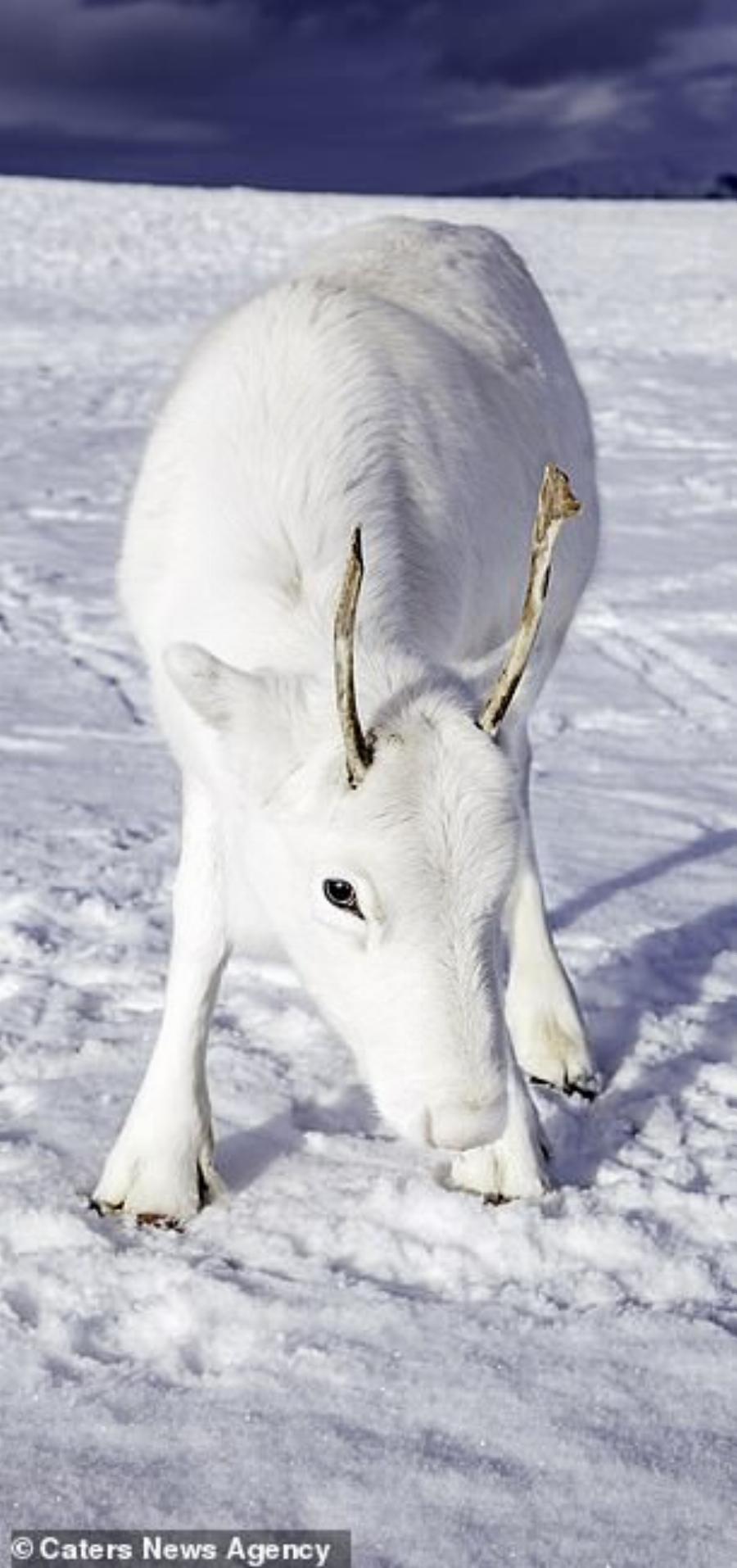 Λευκός Τάρανδος: Εντοπίστηκε στη βόρεια Νορβηγία, είναι αξιολάτρευτος και μοιάζει σαν να ξεπήδησε από παραμύθι