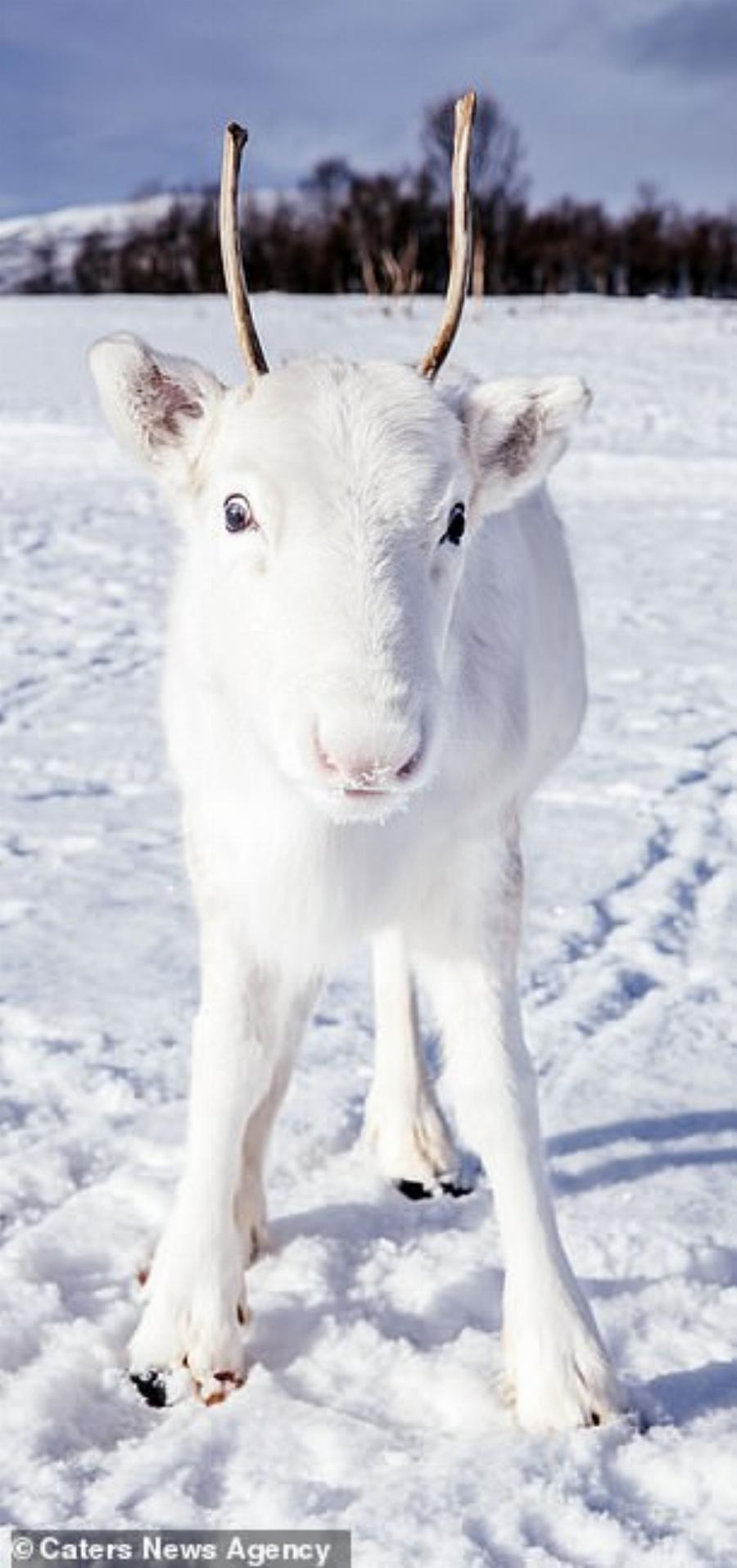 Λευκός Τάρανδος: Εντοπίστηκε στη βόρεια Νορβηγία, είναι αξιολάτρευτος και μοιάζει σαν να ξεπήδησε από παραμύθι