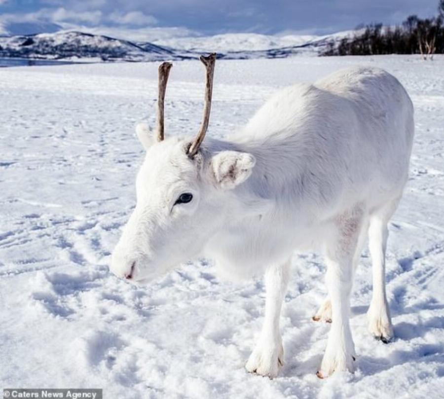 Λευκός Τάρανδος: Εντοπίστηκε στη βόρεια Νορβηγία, είναι αξιολάτρευτος και μοιάζει σαν να ξεπήδησε από παραμύθι