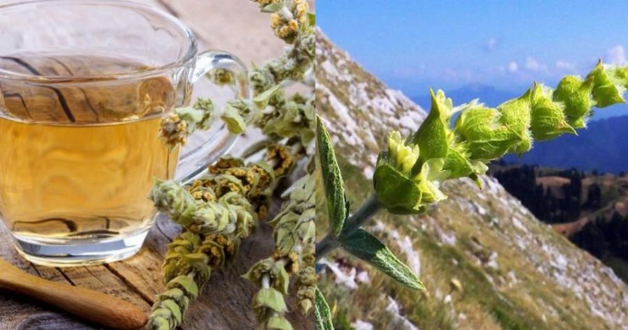 Τσάι του βουνού: Το ιδανικό ρόφημα που λειτουργεί ως αγχολυτικό και προσφέρει αποτοξίνωση