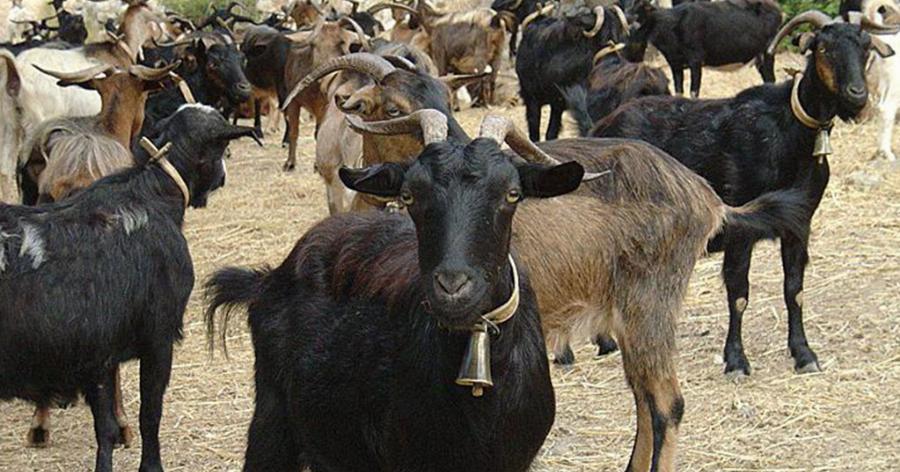 Πρωτιά για την Ελλάδα: Είναι η πρώτη χώρα στην Ευρώπη σε πληθυσμό γιδιών