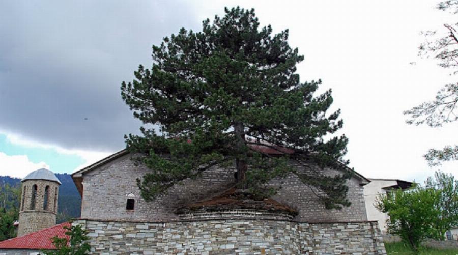 Γρεβενά: 100 χρονών δέντρο μεγαλώνει μέσα σε εκκλησία