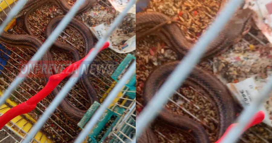 Φίδι τρύπωσε σε κλουβί και καταβρόχθισε 16 καναρίνια στην Πρέβεζα