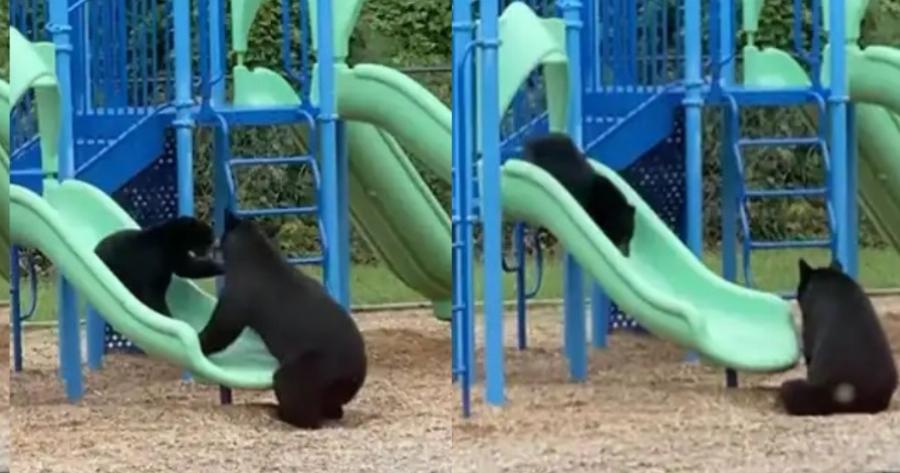 Ότι ομορφότερο για σήμερα: Αρκούδα πήγε το μωρό της στην παιδική χαρά και εκείνο ξετρελάθηκε