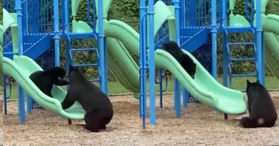 Ότι ομορφότερο για σήμερα: Αρκούδα πήγε το μωρό της στην παιδική χαρά και εκείνο ξετρελάθηκε
