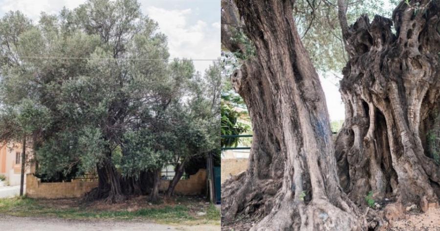 Το δέντρο 2500 ετών στη Σαλαμίνα που έζησε τη μεγάλη Ναυμαχία του 480 π.χ. – Ονομάζεται και «Ελιά της Όρσας»