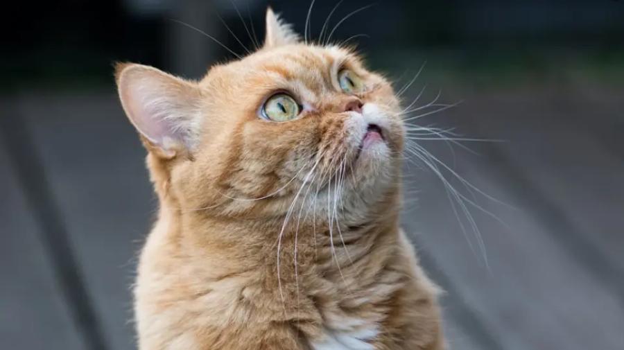 Αποφυλακίστηκε ο 23χρονος που έσφαξε γάτα για να την φάει στην Πάτρα