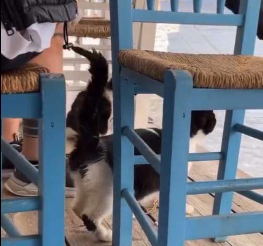 Όλο το Ίντερνετ μιλάει για την Μελέτη: Η οργισμένη ανάρτηση της Ελεονώρας για το «αγοράκι» από την Αιδηψό που κλώτσησε τη γάτα