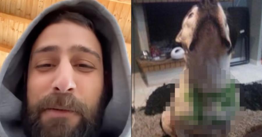 Κακοποίηση ζώου: Ο 30χρονος πέρα από την γάτα που κλώτσησε, είχε βάψει τον σκύλο του στα χρώματα της ομάδας του