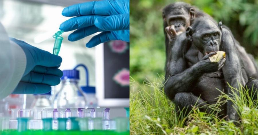 Τα συμπτώματα της Ευλογιάς των Πιθήκων, του επικίνδυνου ιού που θα δούμε σύντομα και στην Ελλάδα