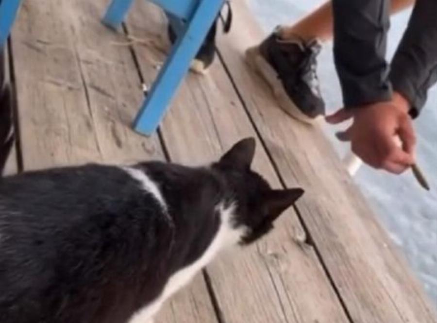 Περιστατικό Αιδηψό: Δικάζεται στις 6 Μαΐου ο 30χρονος που κλώτσησε το γατάκι στην Αιδηψό