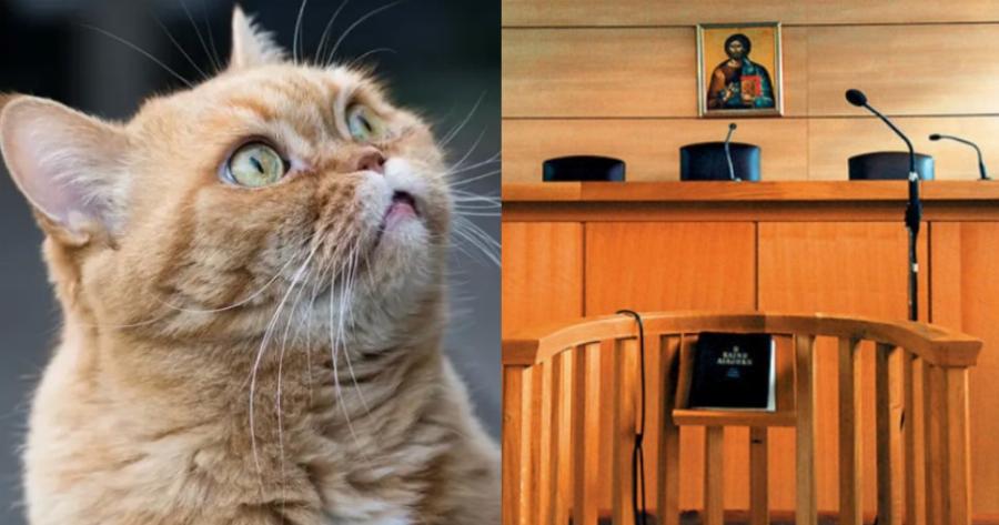 Αποφυλακίστηκε ο 23χρονος που έσφαξε γάτα για να την φάει στην Πάτρα