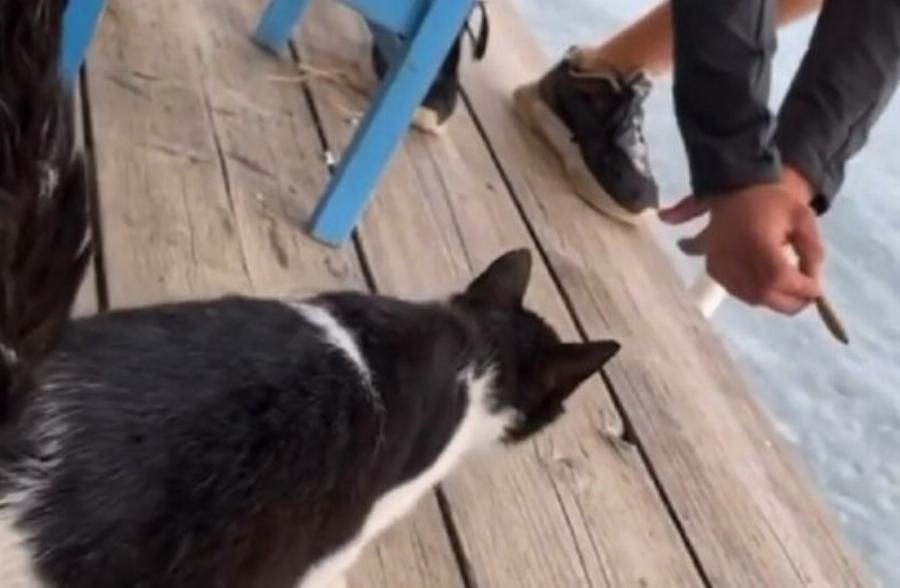 «Θέλω να ζητήσω μια συγνώμη για το βίντεο που ανάρτησα στα social media»: Κακoποίηση γάτας στην Αιδηψό