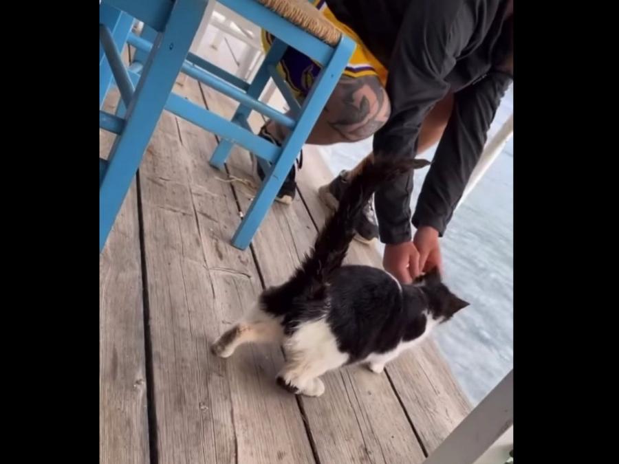 Αντιμέτωπος με 10ετή φυλάκιση και πρόστιμο έως 50.000 ευρώ ο 30χρονος που κακοποίησε γάτα στην Αιδηψό