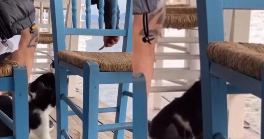 Αιδηψός: Κλώτσησε και πέταξε γάτα μέσα στην θάλασσα – Χασκογελούσε η παρέα του