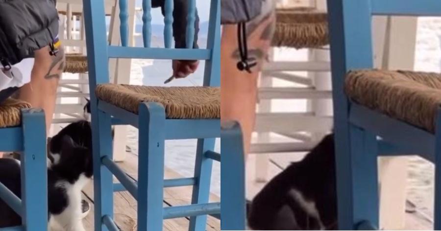 Αιδηψός: Κλώτσησε και πέταξε γάτα μέσα στην θάλασσα – Χασκογελούσε η παρέα του