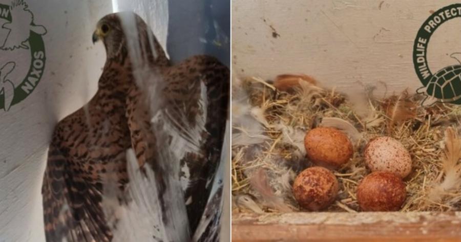 Ξενοδοχείο στη Νάξο θα κρατήσει κλειστό ένα παράθυρο δωματίου για να κλωσήσει ένα γεράκι τα αυγά του