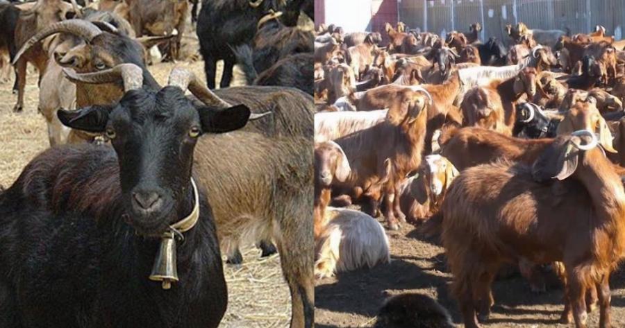 Πρωτιά για την Ελλάδα: Είναι η πρώτη χώρα στην Ευρώπη σε πληθυσμό γιδιών