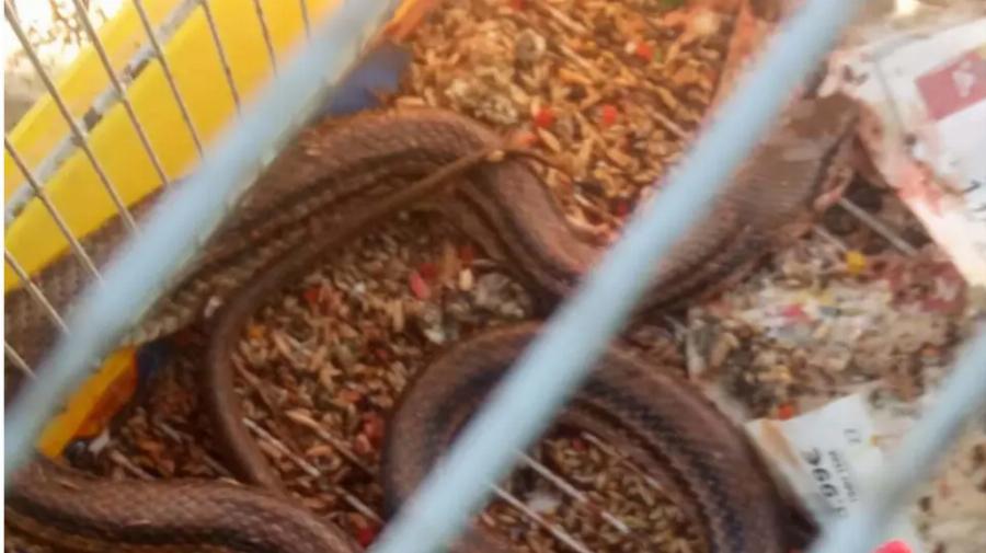 Φίδι τρύπωσε σε κλουβί και καταβρόχθισε 16 καναρίνια στην Πρέβεζα