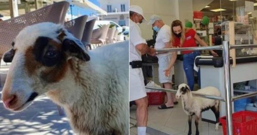Το πρόβατο της Μήλου – Η Ελπίδα, το πρόβατο που πάει σούπερ μάρκετ, «πίνει» καφέ και έχει γίνει η ατραξιόν του νησιού