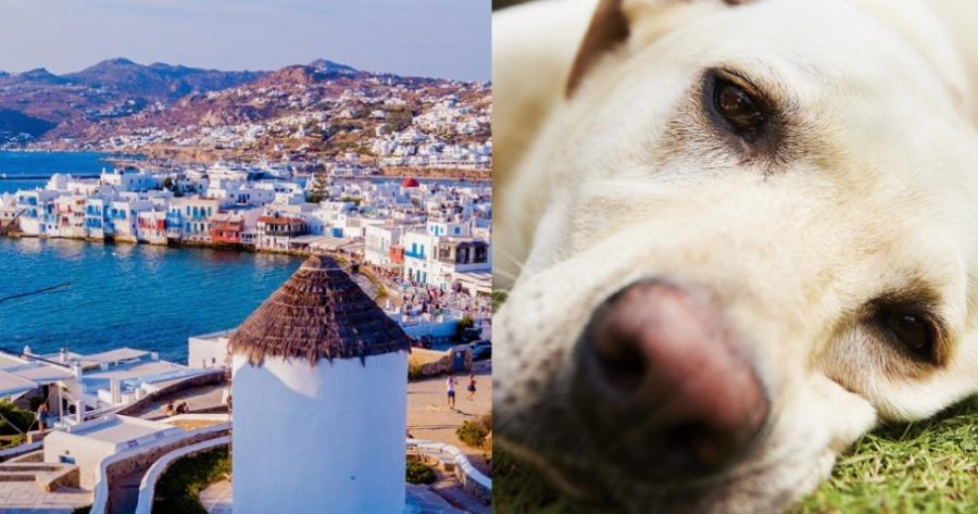 Δουλειά στην Μύκονο: Δίνουν 1.000 ευρώ το μήνα για babysitting σκύλου
