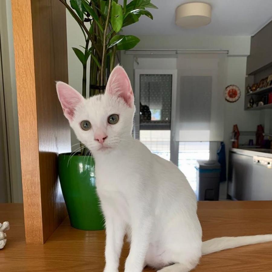 Νίκος Μουτσινάς: Η μετακόμιση στο Χαλάνδρι, η όμορφη θέα από το μπαλκόνι και η τεράστια πράσινη βιβλιοθήκη