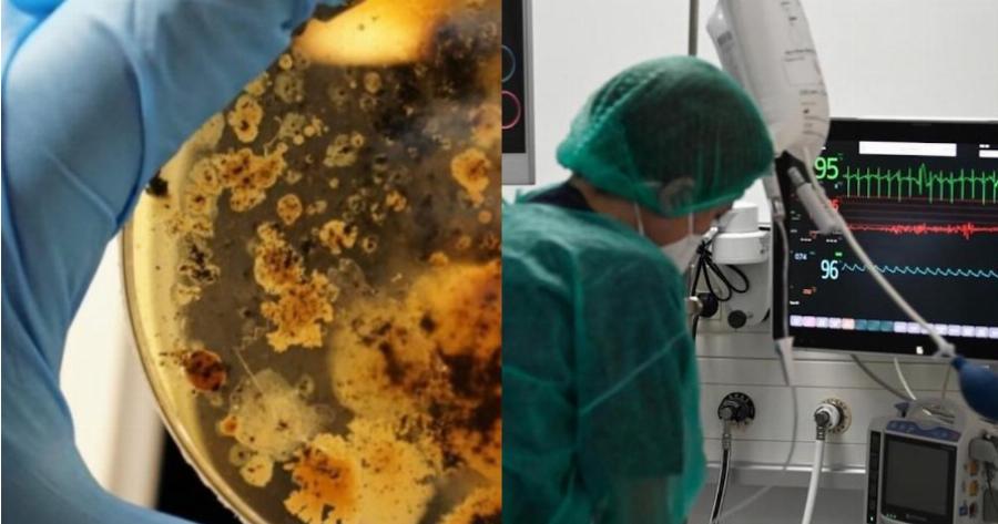 4 νεκροί από τον φονικό μύκητα Candida Auris: Συναγερμός στην Πάτρα