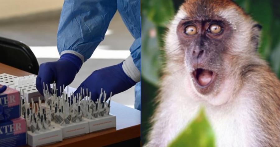 Πολύ ευχάριστα τα νέα: Έρχονται διαγνωστικά τεστ για την ευλογιά των πιθήκων