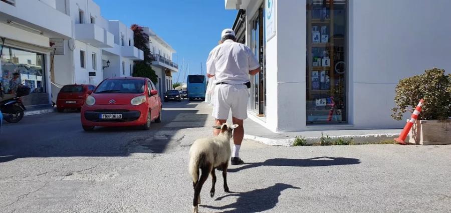 Το πρόβατο της Μήλου – Η Ελπίδα, το πρόβατο που πάει σούπερ μάρκετ, «πίνει» καφέ και έχει γίνει η ατραξιόν του νησιού
