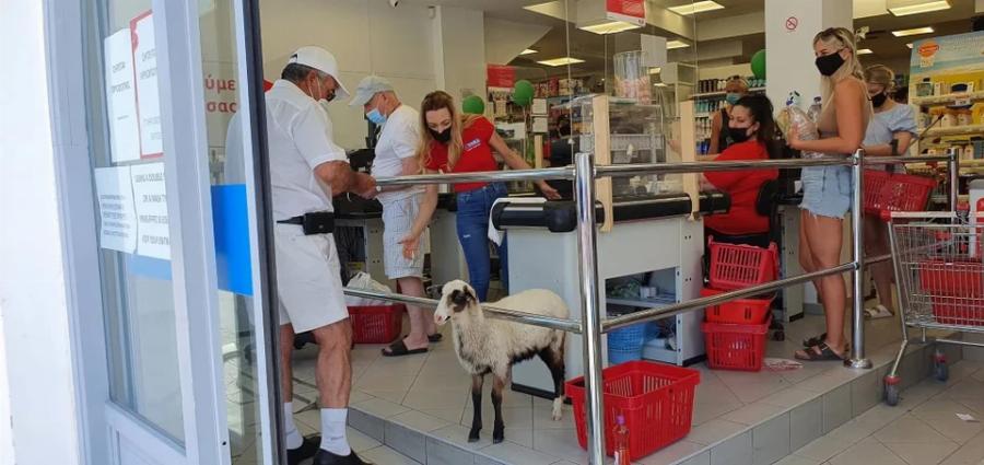 Το πρόβατο της Μήλου – Η Ελπίδα, το πρόβατο που πάει σούπερ μάρκετ, «πίνει» καφέ και έχει γίνει η ατραξιόν του νησιού