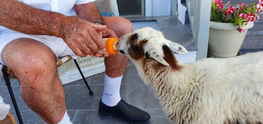 Το πρόβατο της Μήλου – Η Ελπίδα, το πρόβατο που πάει σούπερ μάρκετ, «πίνει» καφέ και έχει γίνει η ατραξιόν του νησιού