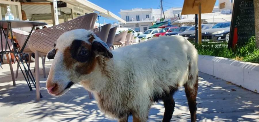 Το πρόβατο της Μήλου – Η Ελπίδα, το πρόβατο που πάει σούπερ μάρκετ, «πίνει» καφέ και έχει γίνει η ατραξιόν του νησιού