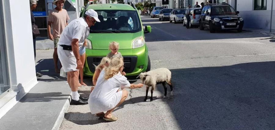 Το πρόβατο της Μήλου – Η Ελπίδα, το πρόβατο που πάει σούπερ μάρκετ, «πίνει» καφέ και έχει γίνει η ατραξιόν του νησιού