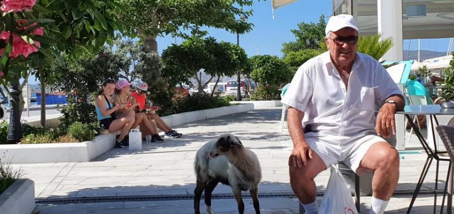 Το πρόβατο της Μήλου – Η Ελπίδα, το πρόβατο που πάει σούπερ μάρκετ, «πίνει» καφέ και έχει γίνει η ατραξιόν του νησιού