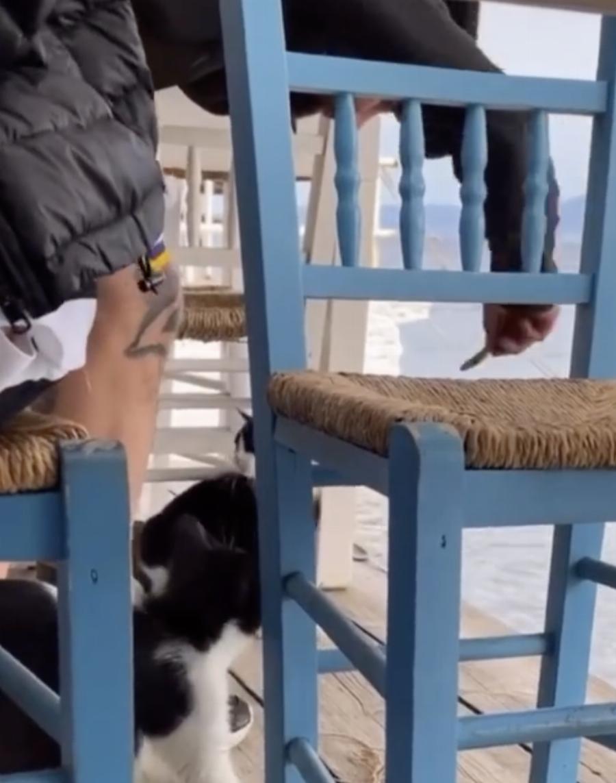 Αιδηψός: Κλώτσησε και πέταξε γάτα μέσα στην θάλασσα – Χασκογελούσε η παρέα του