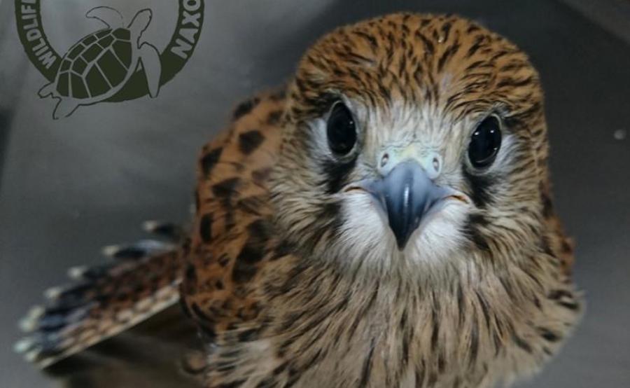 Ξενοδοχείο στη Νάξο θα κρατήσει κλειστό ένα παράθυρο δωματίου για να κλωσήσει ένα γεράκι τα αυγά του