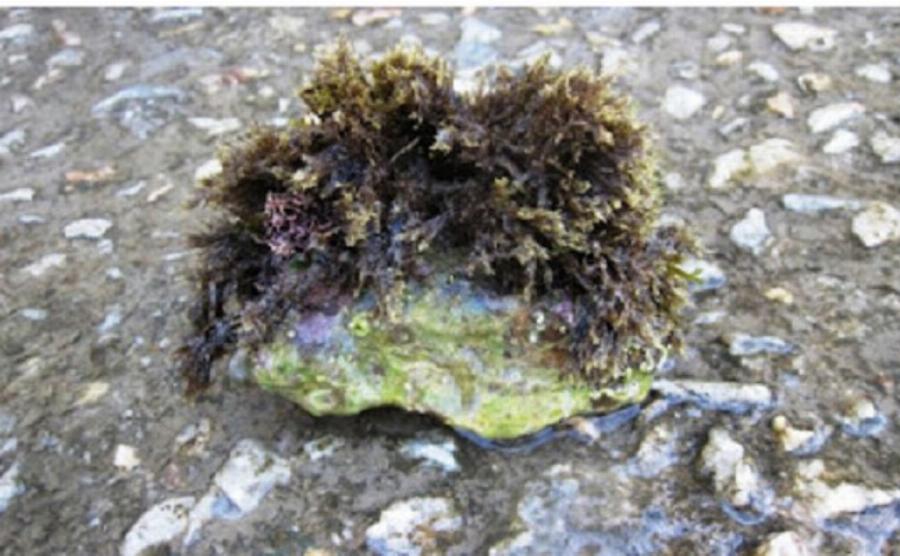 «Τα μεσάνυχτα της αναλήψεως οι ουρανοί ανοίγουν και οι ψυχές κλειδώνονται…»