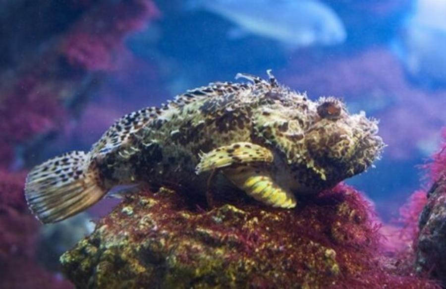 Δεκατέσσερα ζώα που πιστεύουμε πως είναι ακίνδυνα αλλά καλό θα ήταν να μην τα ακουμπήσουμε αν τα δούμε από κοντά