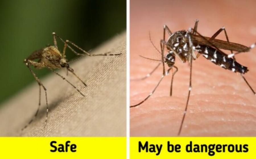 Δεκατέσσερα ζώα που πιστεύουμε πως είναι ακίνδυνα αλλά καλό θα ήταν να μην τα ακουμπήσουμε αν τα δούμε από κοντά